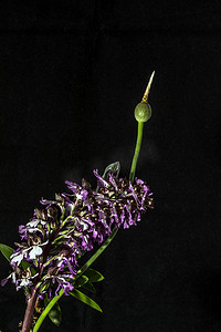 蒸汽蒸汽波树叶波摄影照片_野生紫色兰花