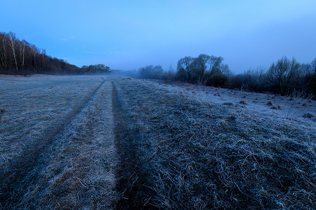 雾中的柳树和草地上覆盖着白霜。