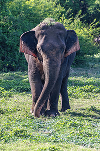行走在自然保护区的少年雄性亚洲象