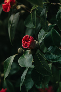 一朵红玫瑰在春天从一棵树上绽放，色彩缤纷，有复制空间和水滴