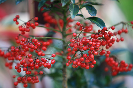 圣诞绿叶摄影照片_花园里有叶子和树枝的红浆果（水牛莓）植物、红浆果植物和水果、冬青绿叶和天然红浆果