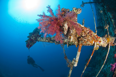 沉船中的软珊瑚