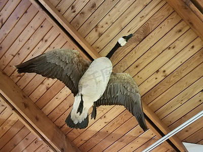 毛绒鸟鹅飞翔和木天花板