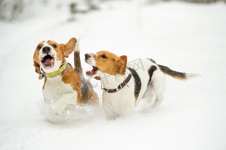 比格犬的狗在冬天的户外雪地里玩耍