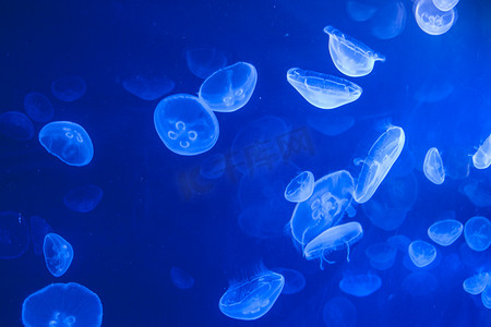 荧光摄影照片_蓝色深色水面上的水母群。