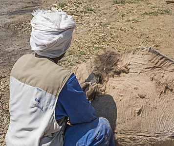 传统的非洲流浪者剪羊毛驯化的骆驼