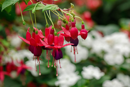 美丽的紫红色 magellanica 花、蜂鸟紫红色或耐寒紫红色的图像，在花园里悬挂紫红色花。