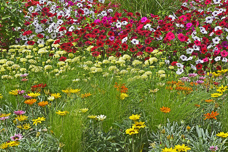 色彩缤纷的花境，展示混合的矮牵牛和杂色菊