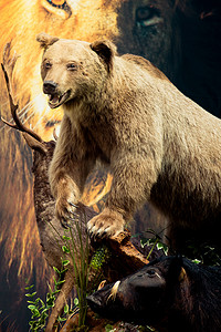 肉方摄影照片_毛绒大棕熊作为野生动物在视野中