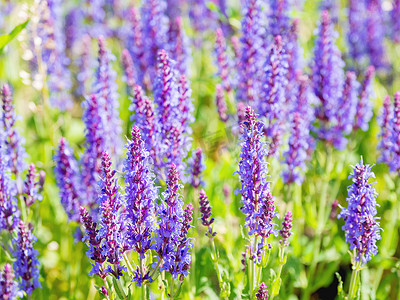 紫色花背景背景摄影照片_自然夏季背景与盛开的林地鼠尾草（巴尔干快乐，鼠尾草）。