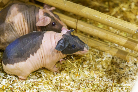 无毛几内亚或啮齿动物猪顶视图在笼子和农场