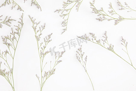 装饰小简单的摄影照片_里海花小紫色花植物隔离在白色黑色