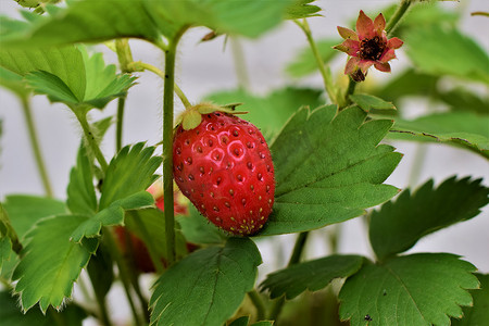 红草莓摄影照片_灌木丛中茎上成熟的红草莓