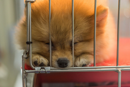 小狗博美犬在笼子里悲伤地繁殖