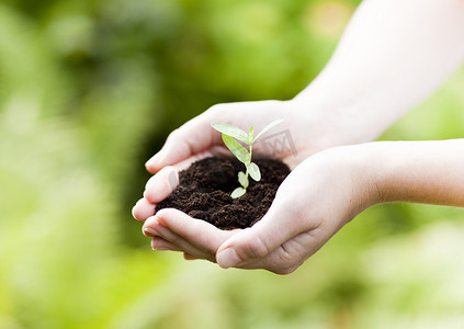 土壤中的小植物、新生命或园艺概念