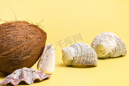 海洋主题摄影照片_黄色背景中的整个椰子和贝壳。海洋主题