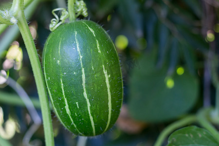 南瓜亚种 andreana，不可食用的野生南瓜，原产于南美洲