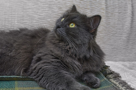 灰猫尼伯龙猫躺在家里的沙发上。 