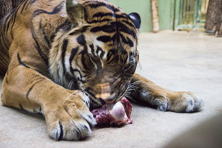 老虎吃肉。