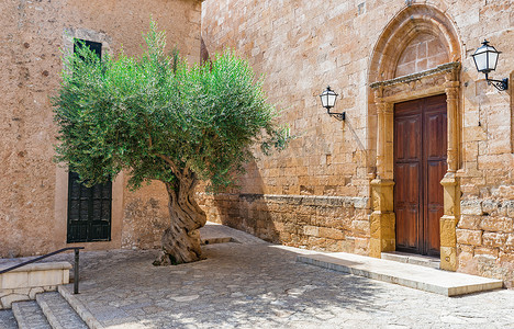 老地中海橄榄树