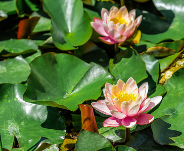 粉红色的睡莲或莲花，绿叶池塘背景下叶子斑点。