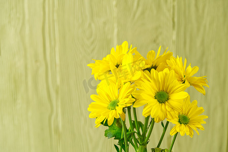 浅绿色木质背景上美丽的新鲜黄色菊花，特写镜头，黄色雏菊花。