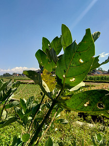 冠摄影照片_关闭 Calotropis gigantea 巨大的 calotrope，Biduri，皇冠花有自然背景。