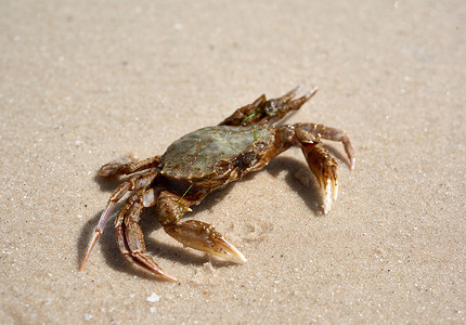 红黑海报摄影照片_黑海沙滩上的活蟹