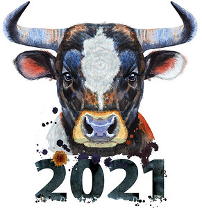 一头带白点的黑牛的水彩插图，编号为 2021