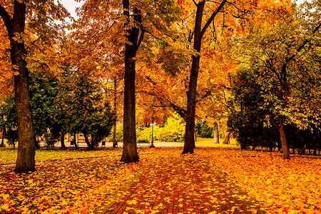 在多云的日子里，城市公园里有树木和落叶的金色秋天。