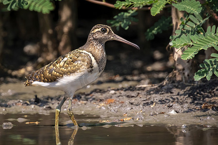 大彩鹬鸟 (Rostratula benghalensis) 在自然背景下的沼泽中寻找食物的图像。