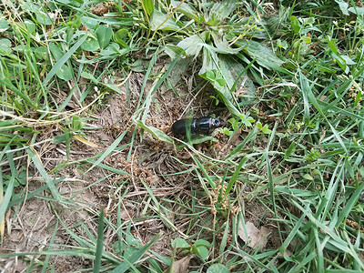 草丛中的大黑甲虫