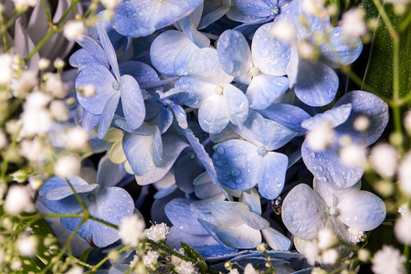 花束中蓝色易碎的花朵和小白花