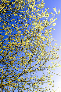 绿色的柳枝摄影照片_春天的柳枝