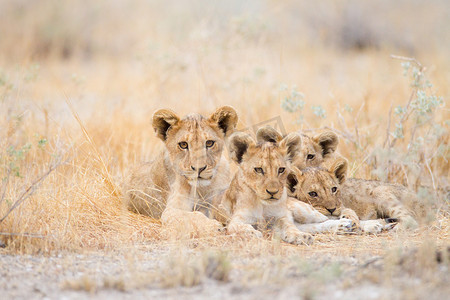 可爱狮子摄影照片_荒野中的狮子幼崽