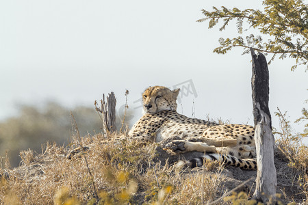 长丰猎豹logo摄影照片_南非克鲁格国家公园的猎豹