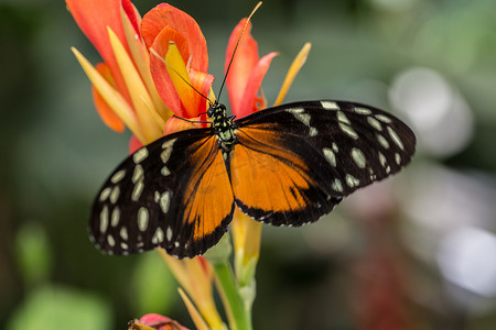 热带橙黑虎斑激情蝴蝶