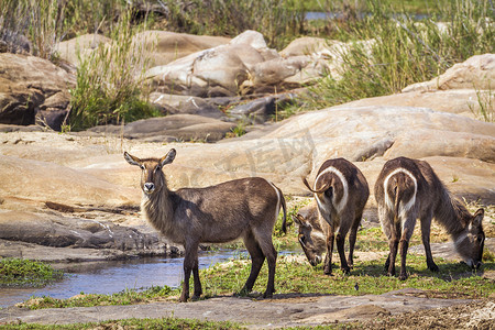 南非克鲁格国家公园的普通水羚