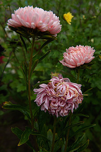 红色牡丹摄影照片_在花坛特写镜头的桃红色牡丹形的翠菊