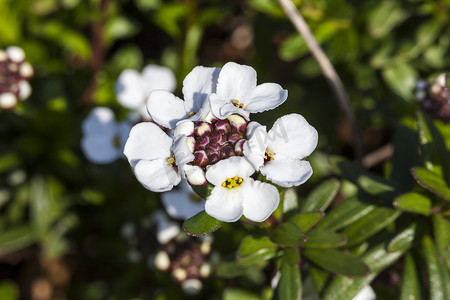 伊比利亚长绿伊比利亚“雪花”