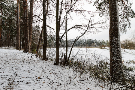 冰池塘摄影照片_池塘覆盖着松树林的霜。