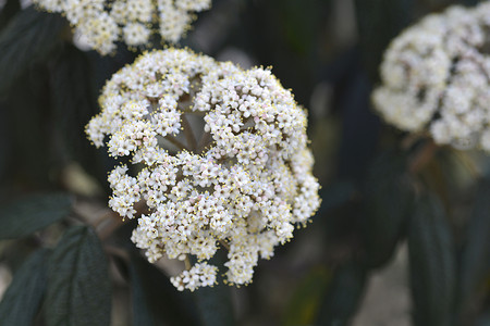 皱纹荚莲属植物