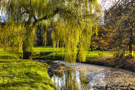 池塘边摄影照片_池塘边的柳树