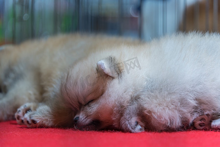 小狗博美犬品种睡在笼子里的狗