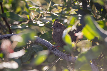 东方鞭鸟栖息在灌木丛中
