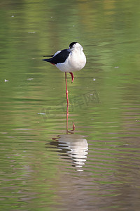 自然背景沼泽中黑翅长脚鹬 (Himantopus himantopus) 的图像。