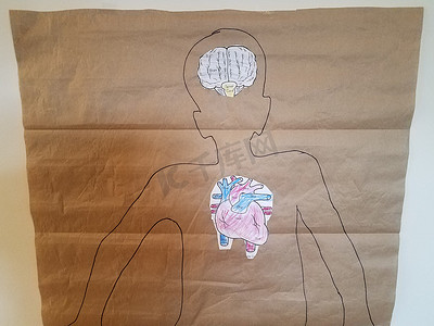 孩子在纸上的大脑和心脏轮廓