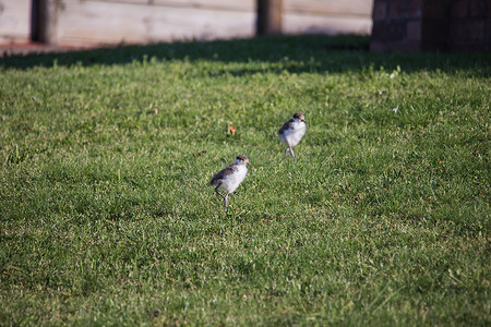 蒙面舞会男女摄影照片_小蒙面田凫小鸡在绿草上行走。
