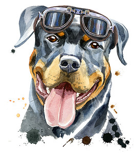 罗威纳犬的水彩肖像