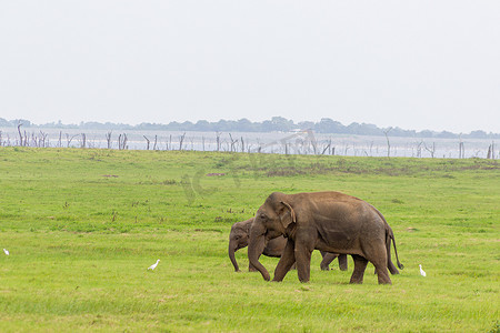 小象与母亲和稀树草原鸟在绿色的田野上放松。